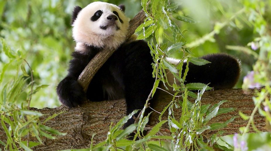 Washington zoo begins events to send off giant panda