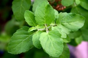 Saving precious medicinal herbs