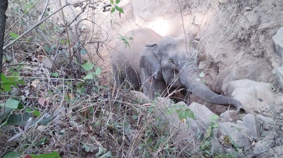 Baby reunited with mother elephant in special operation