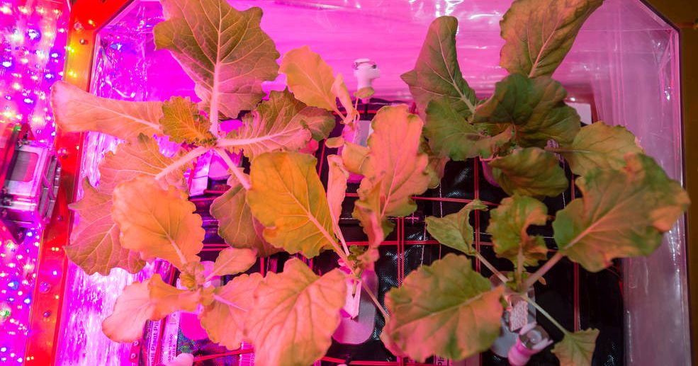 First crop of Chinese cabbage harvested on space station