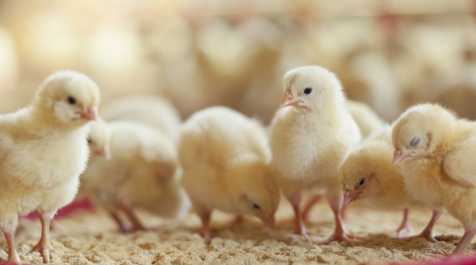 Egg-free surrogate chickens produced to save rare breeds’