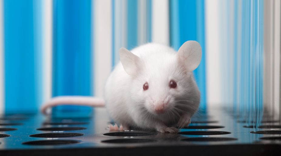 Sperm frozen in space produces healthy mice