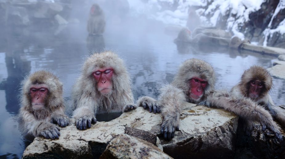 Japan zoo culls 57 monkeys carrying ‘invasive’ genes