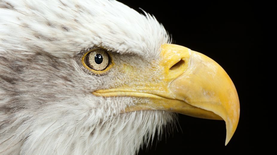 Looking an eagle in the eye