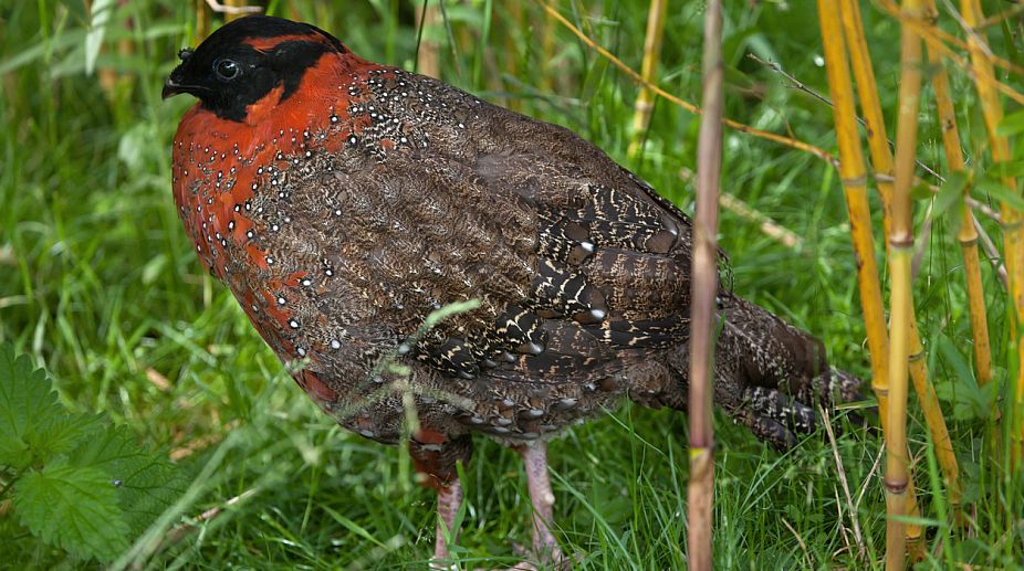 Himachal saves brilliantly plumaged western tragopan from extinction