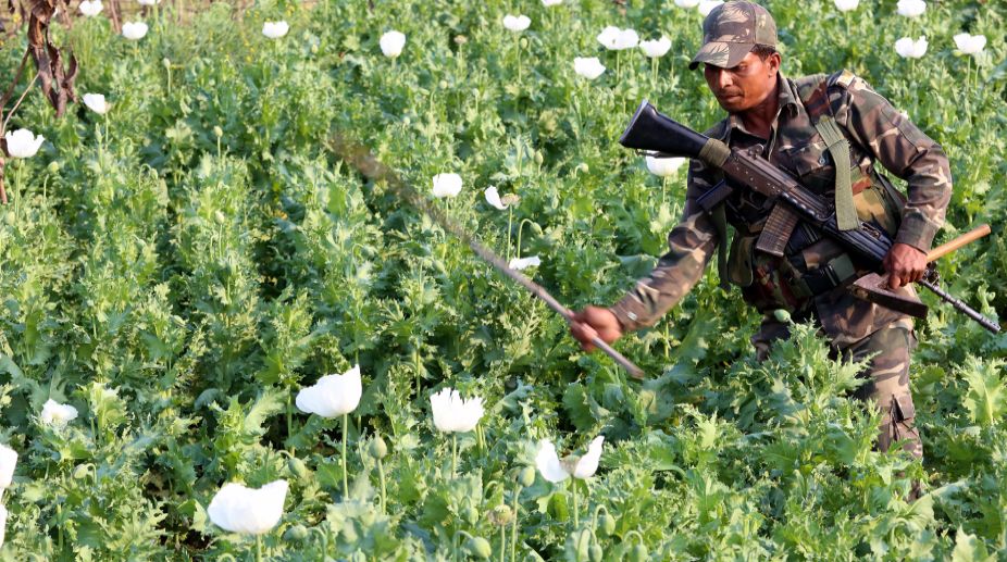 191 acres of illegal poppy plantations destroyed in Arunachal