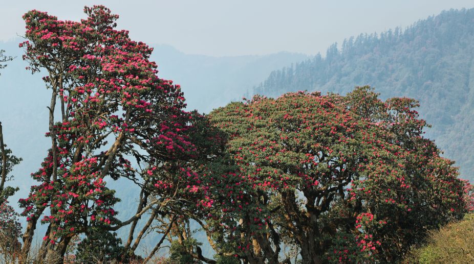Early flowering of rhododendrons signals climate change in Uttarakhand