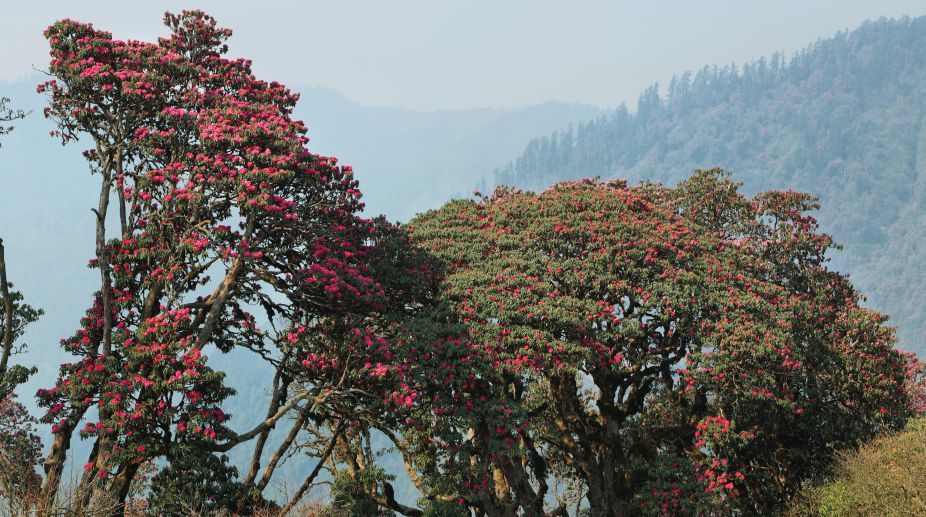 Early flowering of rhododendrons signals climate change in Uttarakhand