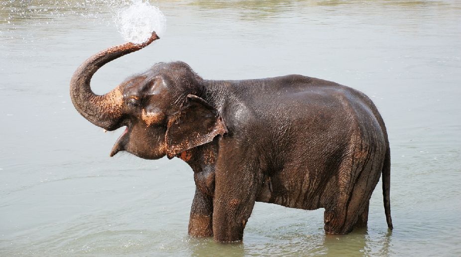 Delhi zoo facing a new challenge- missing mates