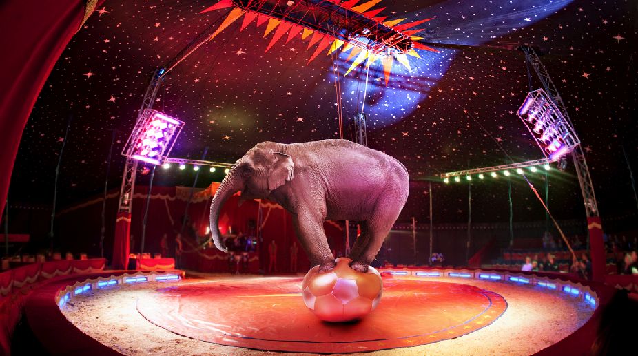 Central Zoo Authority for ban on elephants in circuses