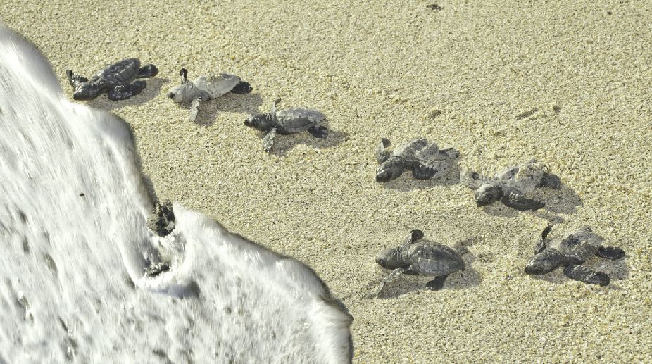 Tagged Olive Ridley turtles come back for nesting in Odisha