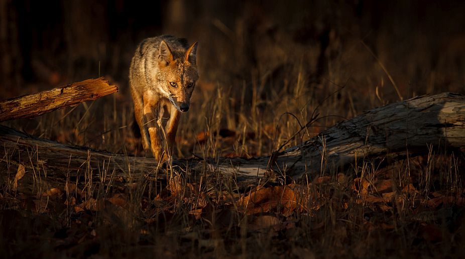 Camera-traps shed light on Asiatic wild dogs range of movement