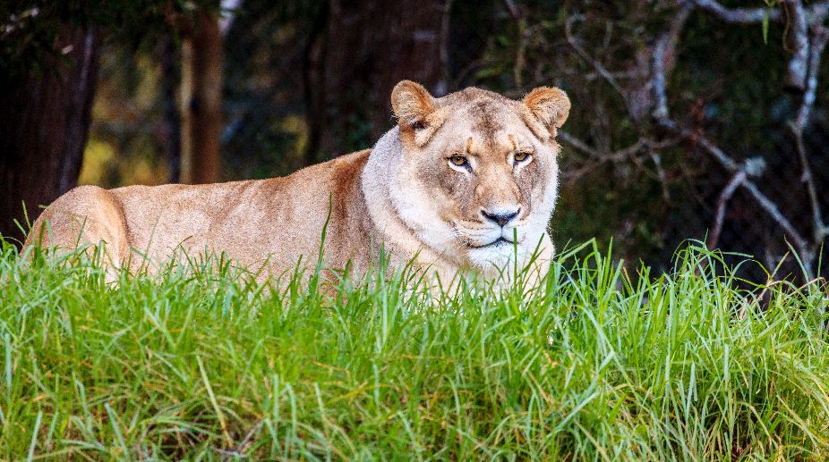 Uncertainty continues over MP getting lions from Gujarat