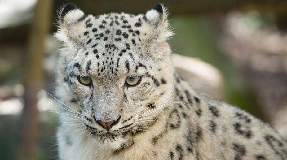 Snow leopard forgotten on World Wildlife Day