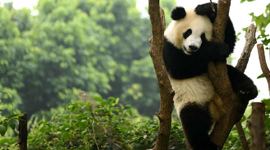 Why pandas became black and white?