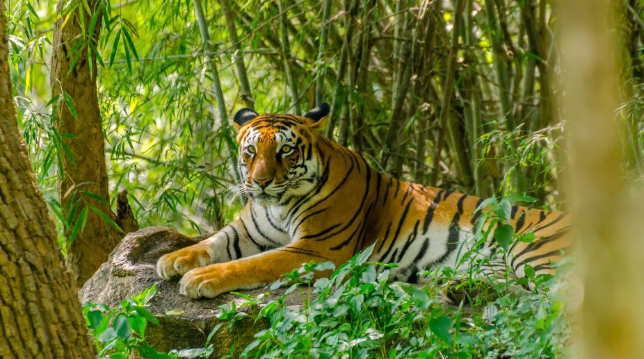 Royal Bengal Tigers to roar in HP - The Statesman