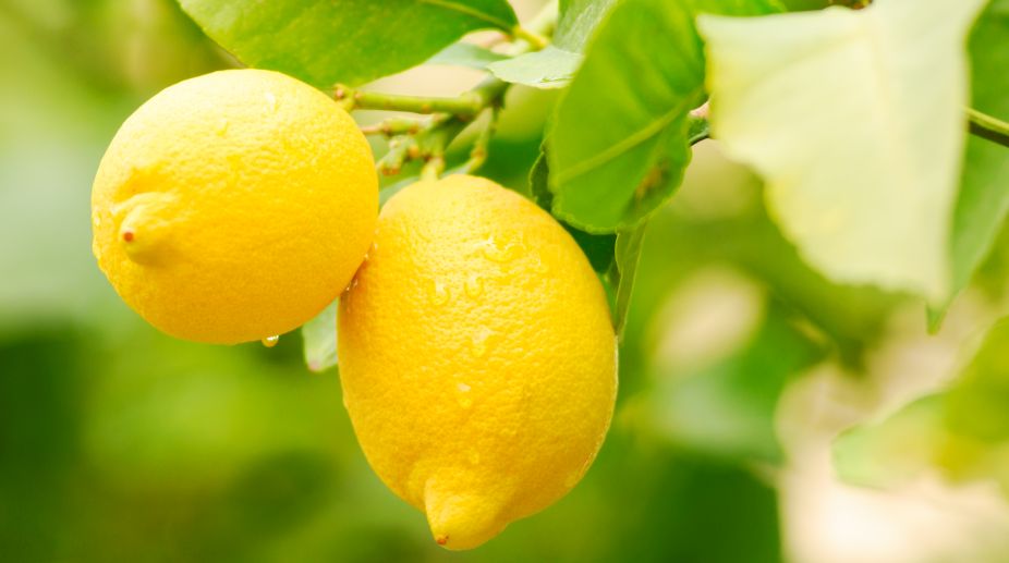 A fresh look at citrus - The Statesman