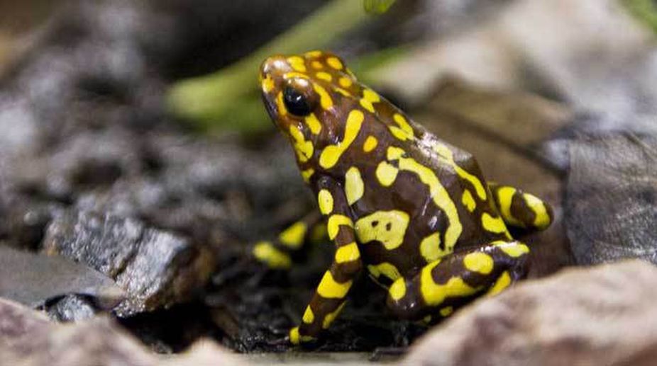 New frog species named after David Attenborough