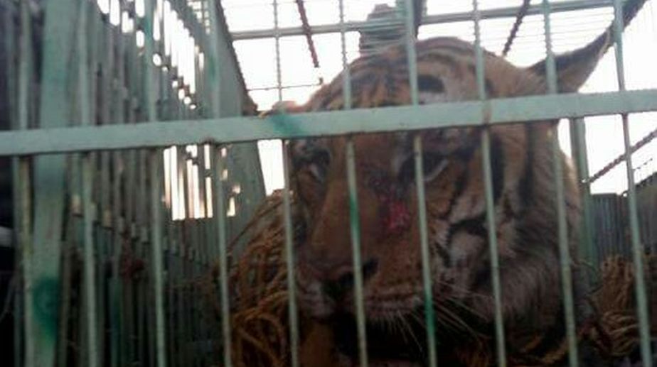 Killer tiger caged to end terror in Ramnagar