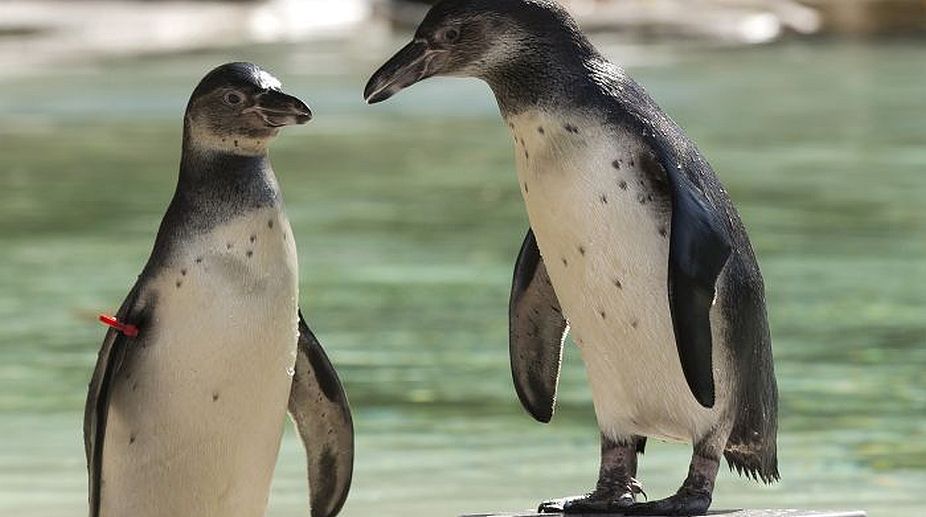 Mumbai’s penguin enclosure at Byculla Zoo opens on Saturday