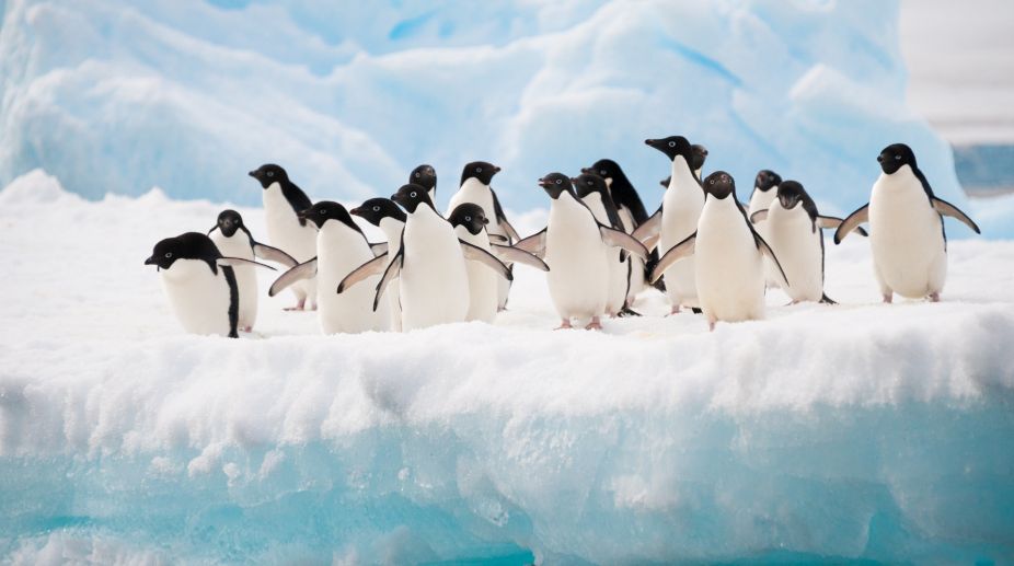 Antarctica home to millions more penguins than thought