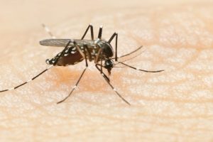 Scientific breakthrough to aid malaria vaccine research