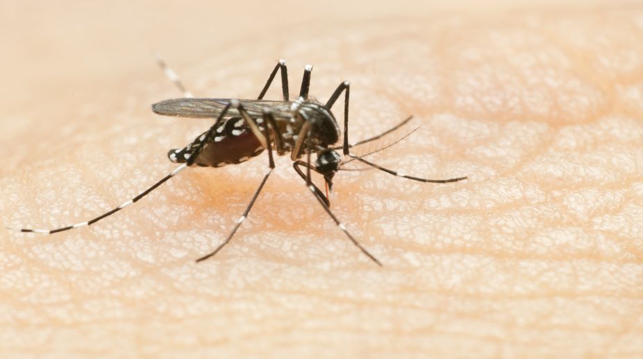 Scientific breakthrough to aid malaria vaccine research
