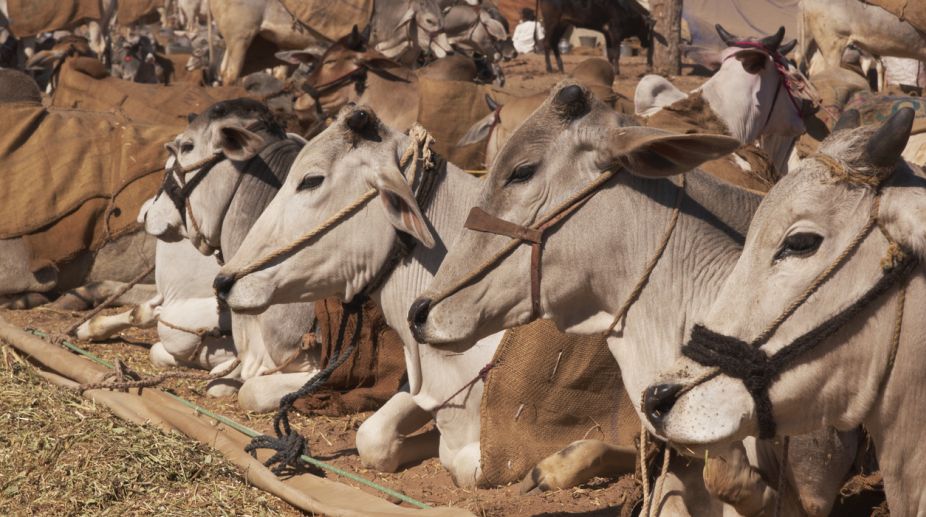 India can only be saved if cows survive: BJP MP