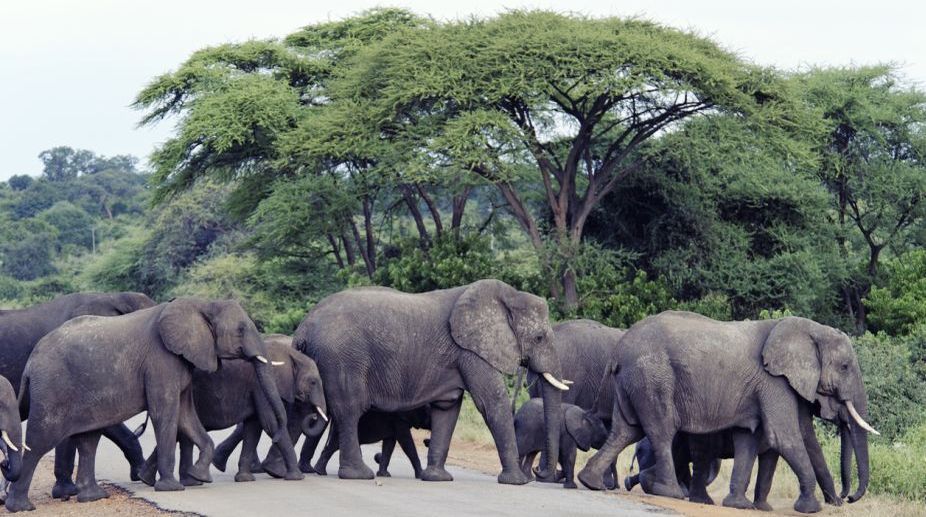Elephants reek havoc in Baripada