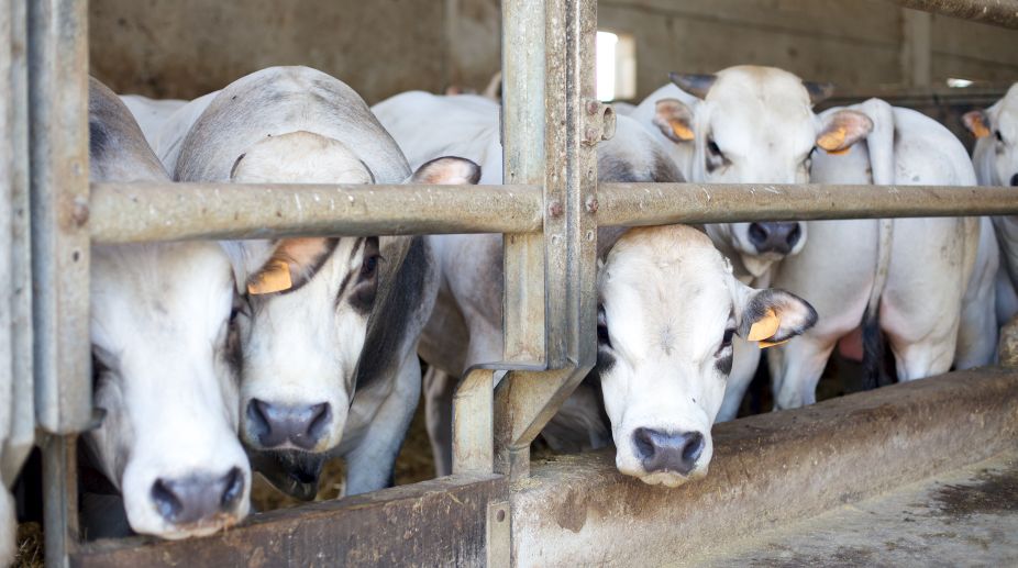 15 illegal slaughter houses, meat outlets shut in Ghaziabad