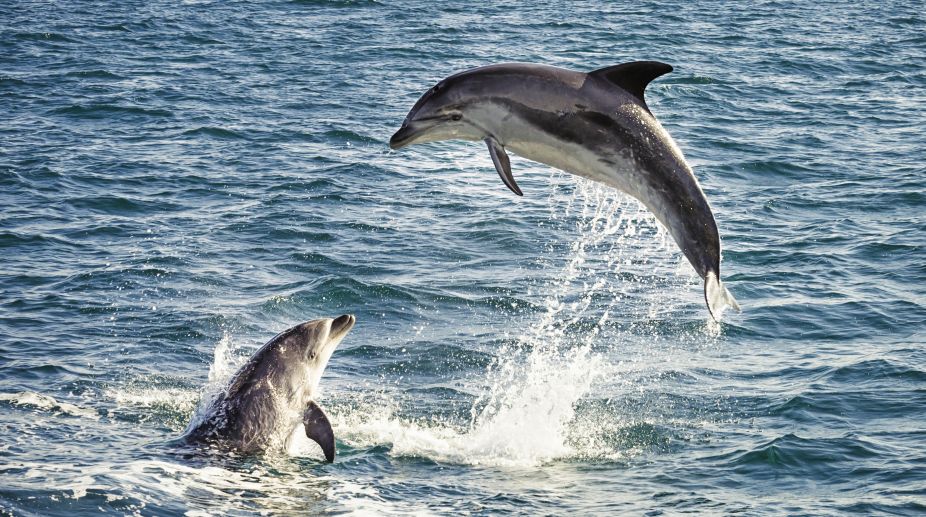WWF to undertake Ganges dolphin count in November