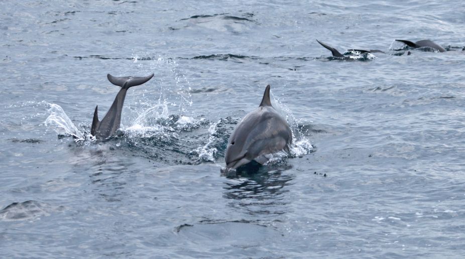 Experts track gangetic dolphins in highly polluted areas of Hooghly