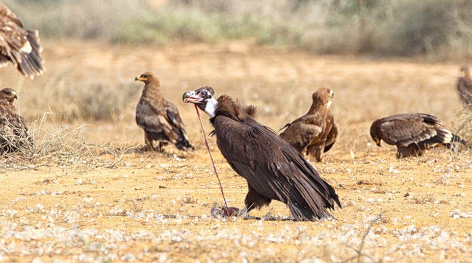 Migratory vultures gaining resistance to bacteria