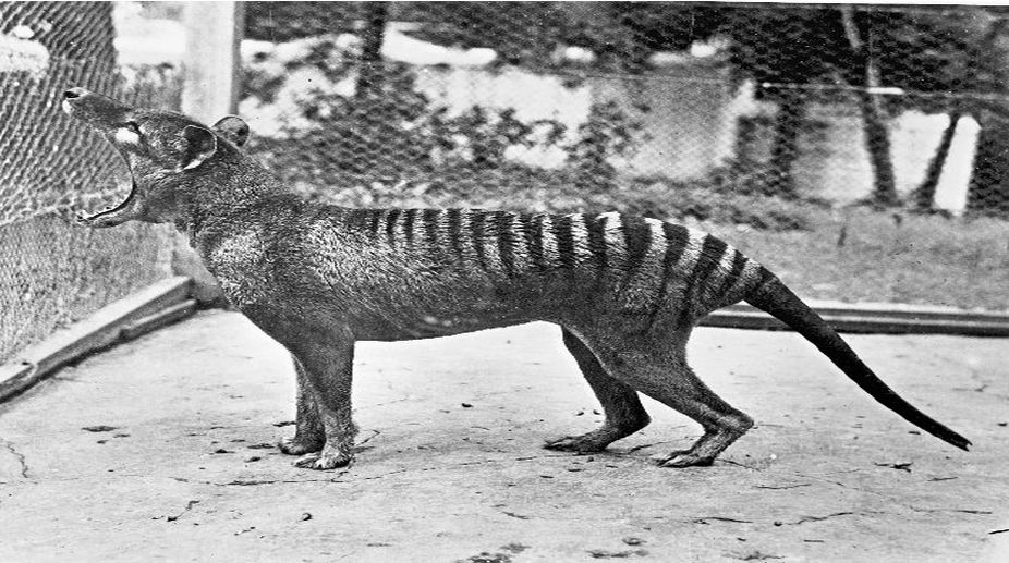 Return of the Tasmanian tiger?