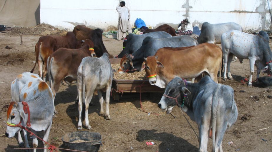 Eight new modern slaughterhouses to be set up in Jharkhand
