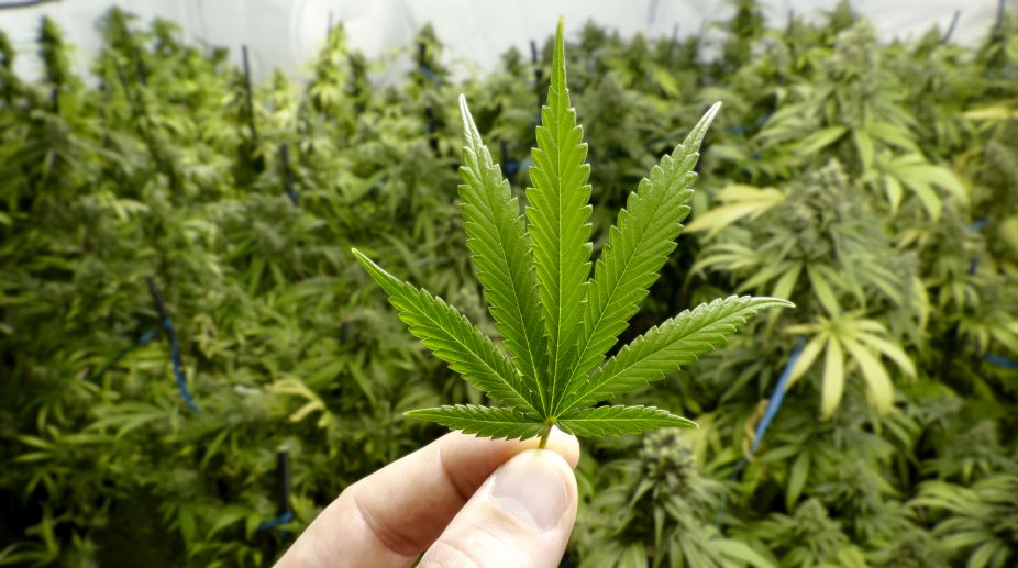 Argentina approves medicinal use of marijuana