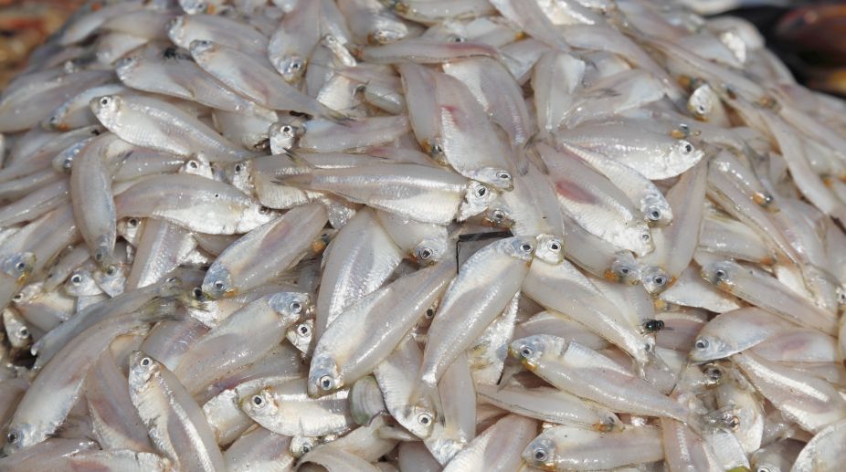 Dead fish floating in Bata river for 2 days causes flutter among locals