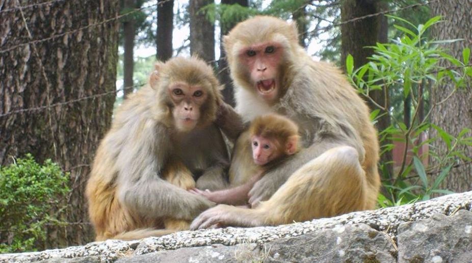 UP: Man stoned to death by monkeys, family wants police to file FIR
