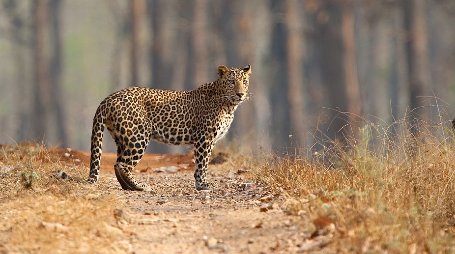 Leopard shuts down Nepal’s only international airport