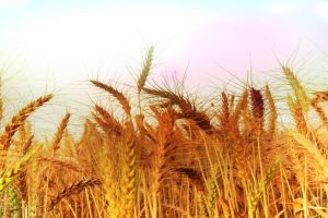 RBI clears cash credit limit for wheat procurement in Punjab