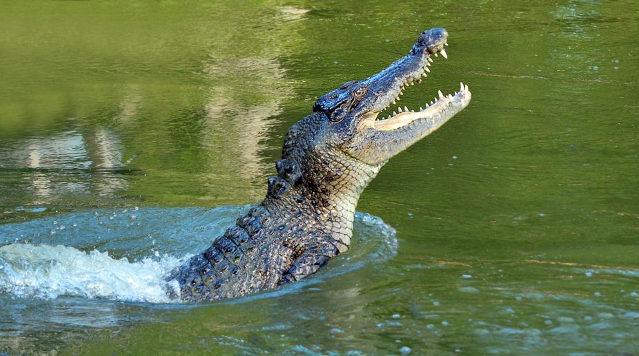 Six-year-old girl confronts crocodile to save schoolmate