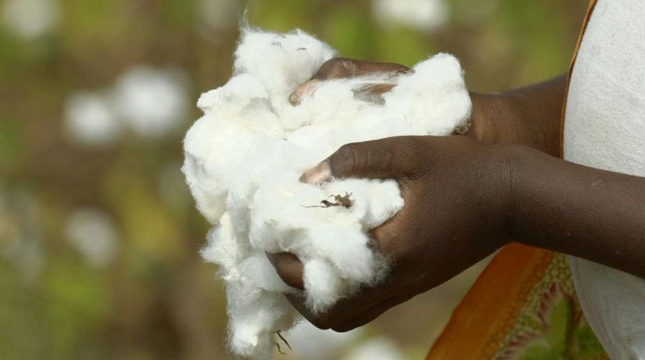 Centre warns cotton-growing states to sow pest-free seeds