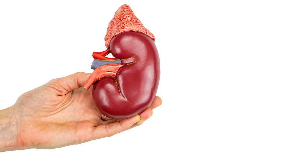 Kidney patients’ urine may predict death risk