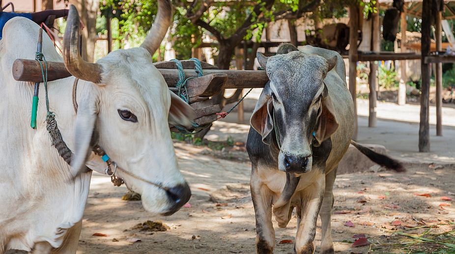PETA to challenge legislation to resume bullock cart races