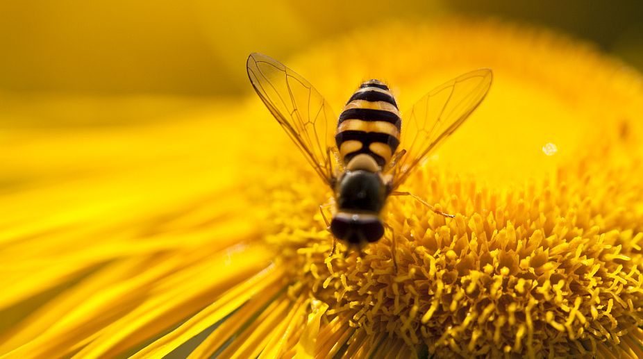 Bees may inspire drones, robots that can ‘see’ better