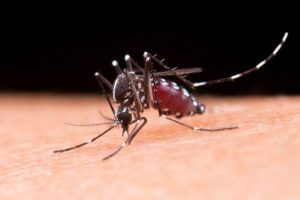 Delhi reports 4,545 dengue cases this season