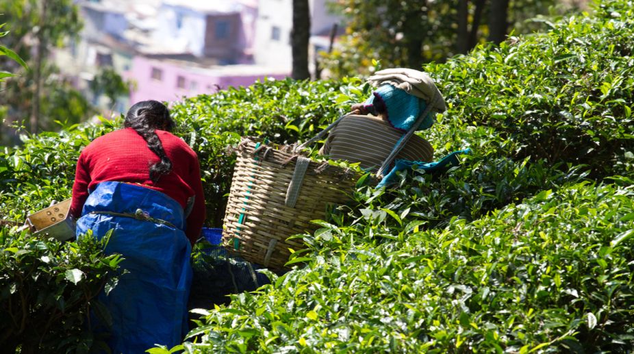 Tea production down by 2.8% in February