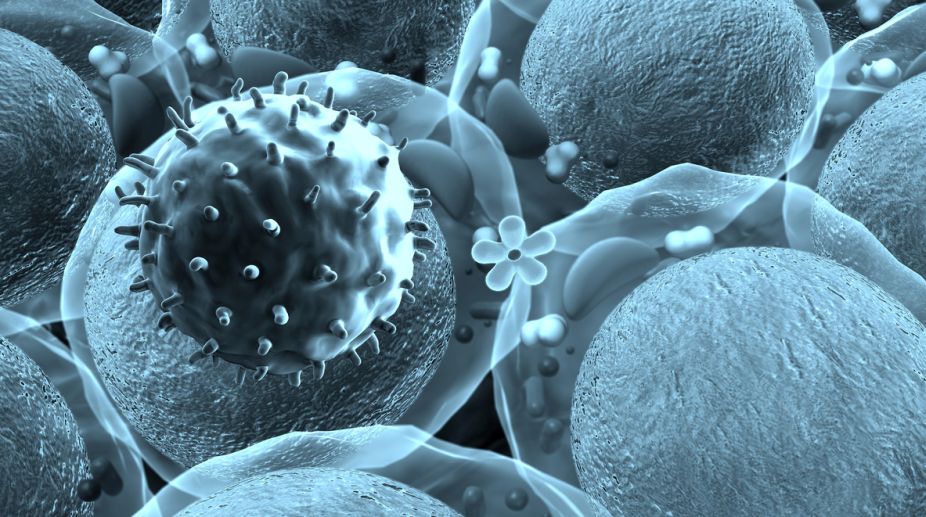 Protein that enhances vaccine efficacy identified