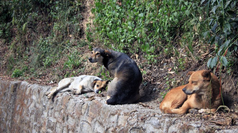 Stray dogs in Ladakh pose threat to humans, rare bird species