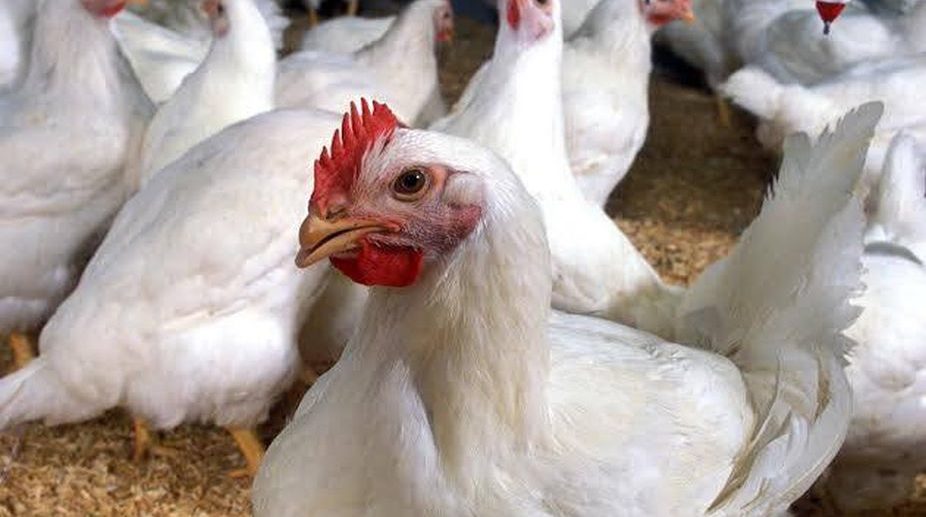 Local administration puts ban on poultry products to combat bird flu